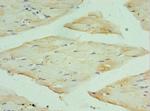 RPA4 Antibody in Immunohistochemistry (Paraffin) (IHC (P))