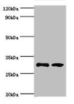 RPA4 Antibody in Western Blot (WB)