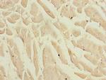 KLF9 Antibody in Immunohistochemistry (Paraffin) (IHC (P))