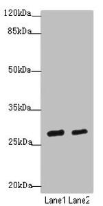 KLF9 Antibody in Western Blot (WB)