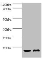 COTL1 Antibody in Western Blot (WB)