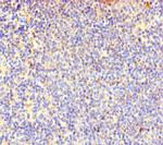 COTL1 Polyclonal Antibody