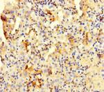 COTL1 Antibody in Immunohistochemistry (Paraffin) (IHC (P))