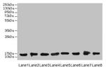COTL1 Antibody in Western Blot (WB)