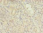 CENTB1 Antibody in Immunohistochemistry (Paraffin) (IHC (P))