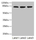 CENTB1 Antibody in Western Blot (WB)