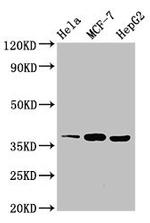 ALX1 Antibody in Western Blot (WB)