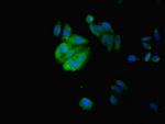 IZUMO4 Antibody in Immunocytochemistry (ICC/IF)