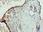 PGS1 Polyclonal Antibody
