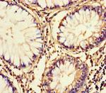 FAM161A Polyclonal Antibody