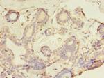 GFOD2 Polyclonal Antibody