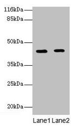 GFOD2 Antibody in Western Blot (WB)