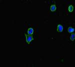 CERKL Antibody in Immunocytochemistry (ICC/IF)