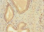 CERKL Antibody in Immunohistochemistry (Paraffin) (IHC (P))