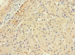 CERKL Antibody in Immunohistochemistry (Paraffin) (IHC (P))