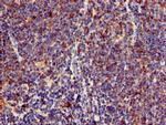 C1orf177 Polyclonal Antibody