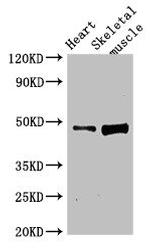 C1orf177 Antibody in Western Blot (WB)