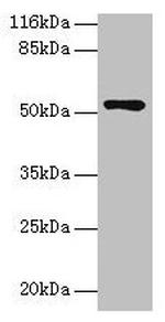 CCDC14 Antibody in Western Blot (WB)