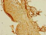 C8orf34 Antibody in Immunohistochemistry (Paraffin) (IHC (P))