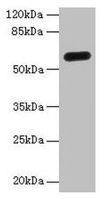 C8orf34 Antibody in Western Blot (WB)