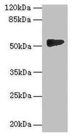 GTDC1 Antibody in Western Blot (WB)