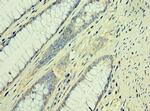 TAF1B Polyclonal Antibody