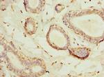 HSD17B12 Antibody in Immunohistochemistry (Paraffin) (IHC (P))