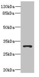 UNC50 Antibody in Western Blot (WB)
