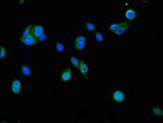 FSIP2 Antibody in Immunocytochemistry (ICC/IF)