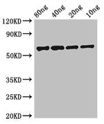 FSIP2 Antibody in Western Blot (WB)