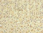 TCTE1 Antibody in Immunohistochemistry (Paraffin) (IHC (P))