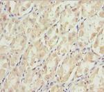 EFHC1 Polyclonal Antibody