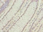FAM78A Antibody in Immunohistochemistry (Paraffin) (IHC (P))
