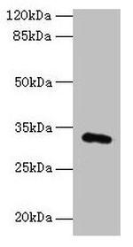 FAM78A Antibody in Western Blot (WB)