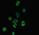 C6orf10 Polyclonal Antibody