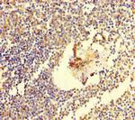 C6orf10 Antibody in Immunohistochemistry (Paraffin) (IHC (P))