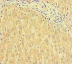 C6orf10 Antibody in Immunohistochemistry (Paraffin) (IHC (P))