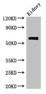 C6orf10 Antibody in Western Blot (WB)