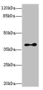 CLVS2 Polyclonal Antibody
