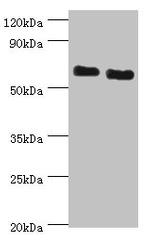 ATAD3B Antibody in Western Blot (WB)