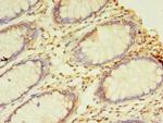 NAIF1 Antibody in Immunohistochemistry (Paraffin) (IHC (P))