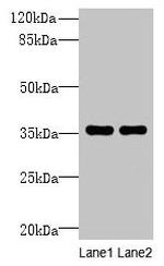 NAIF1 Antibody in Western Blot (WB)