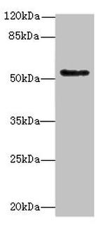 PLEKHS1 Antibody in Western Blot (WB)