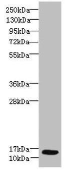 Ly-6E Antibody in Western Blot (WB)