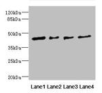 FCRL6 Antibody in Western Blot (WB)