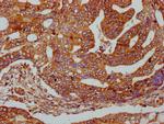 C1orf27 Antibody in Immunohistochemistry (Paraffin) (IHC (P))