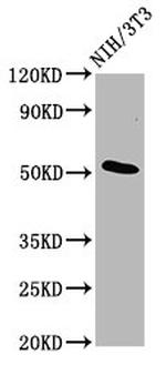 C1orf27 Antibody in Western Blot (WB)