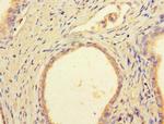 DCAF8 Antibody in Immunohistochemistry (Paraffin) (IHC (P))