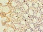 CWF19L1 Antibody in Immunohistochemistry (Paraffin) (IHC (P))