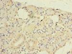 CWF19L1 Polyclonal Antibody